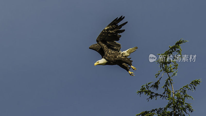 白头鹰(Haliaeetus leucocephalus)是一种发现于北美的猛禽。它是美国的国鸟，并印在其印章上。它被发现在大型的开放水域附近，有丰富的食物供应和古老的tr